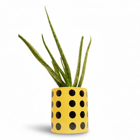 Yellow Polka Dot Plant Pot