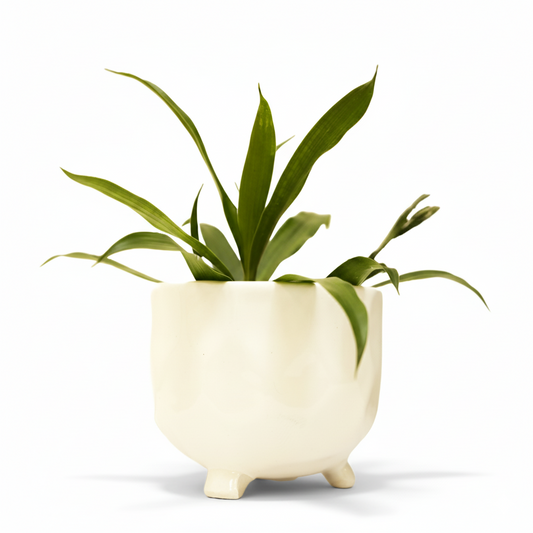Tranquil Wave Plant Pot